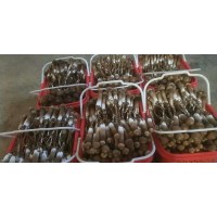 云南特产  昭通特产        黑皮鸡枞菌