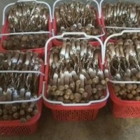 云南特产黑皮鸡枞菌