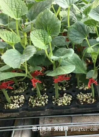 QQ截图20190118092237